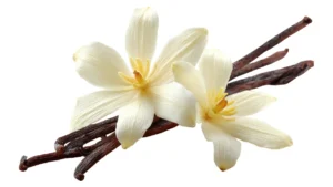 Vainilla