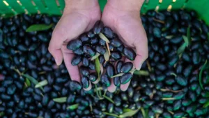 aceitunas negras