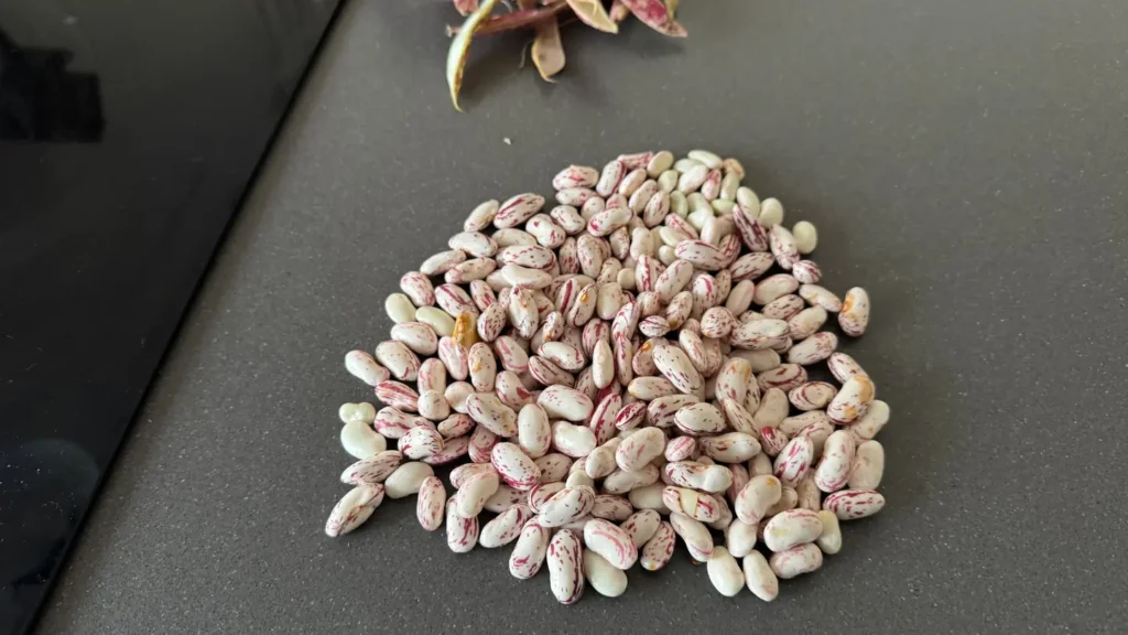 Retiramos los frijoles que ennegrecidos o dañados