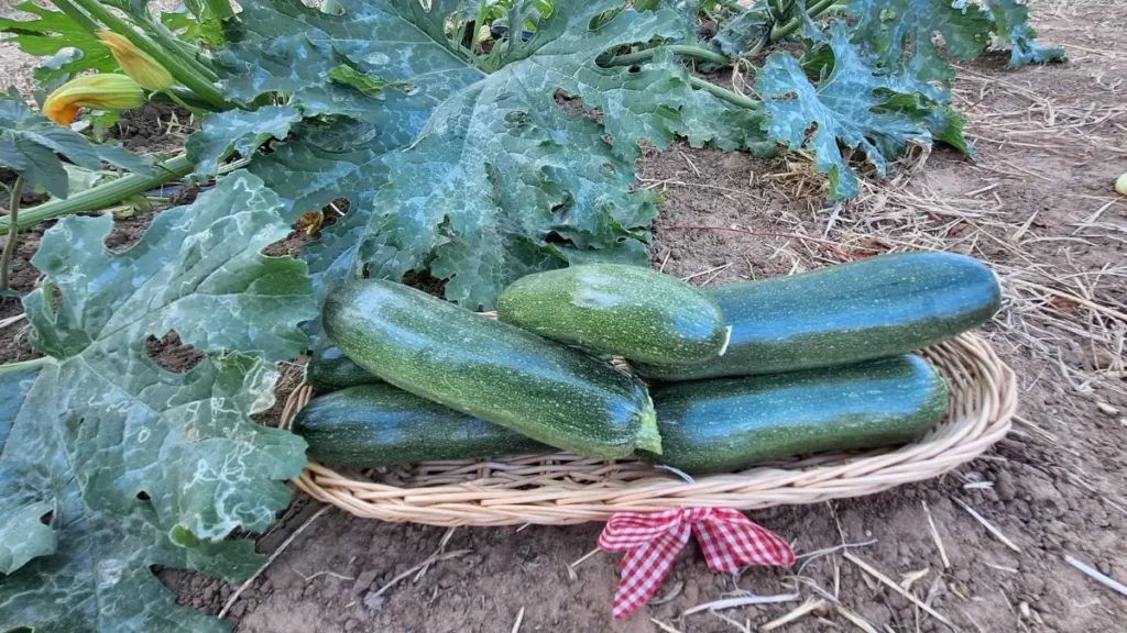 calabacin en el campo