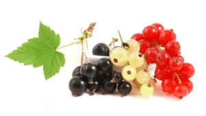 grosella ribes fruto del bosque