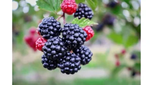moras