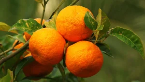 naranja amarga